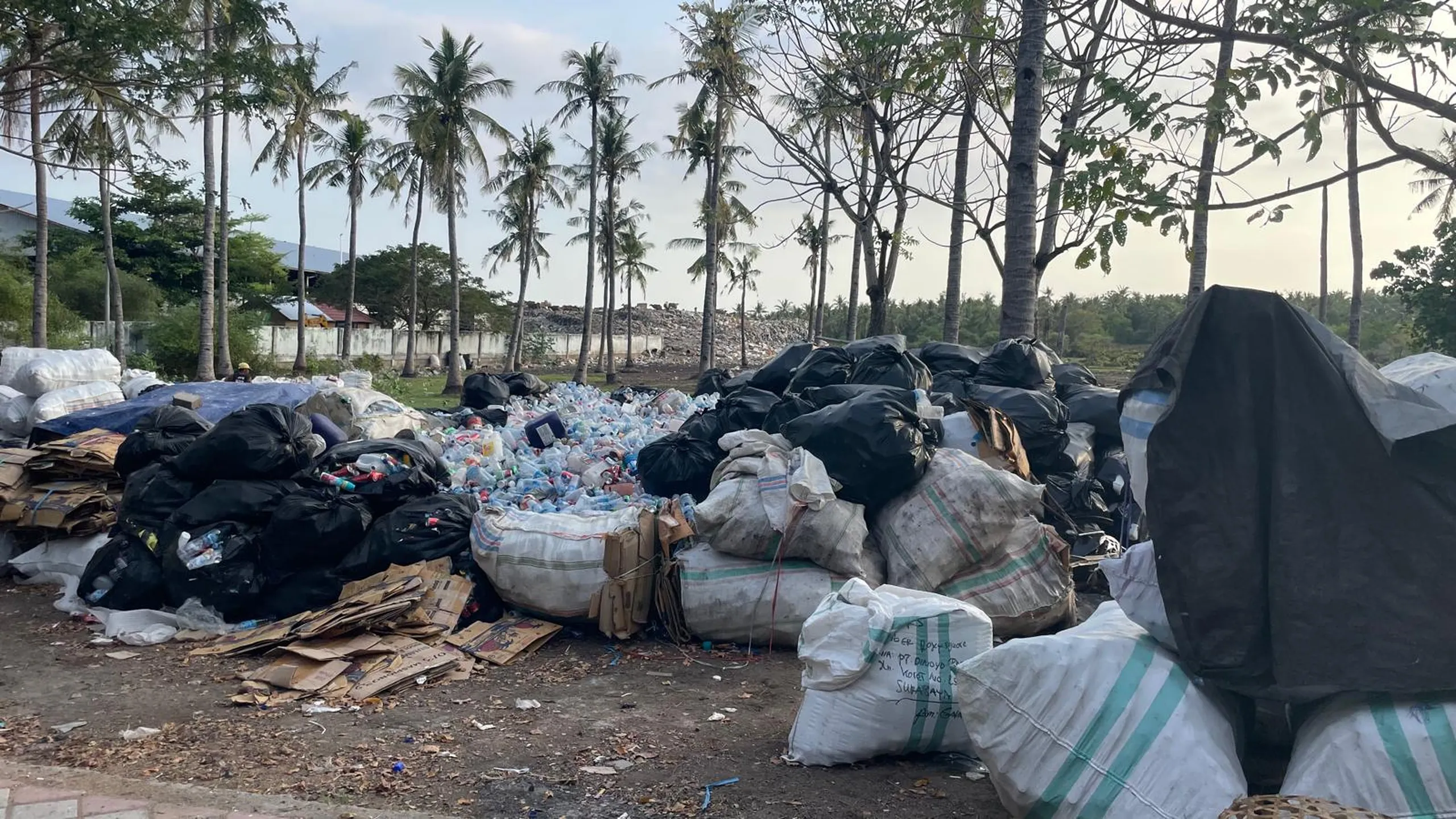 La décharge de Gili Trawangan vue à travers les cocotiers, derrière le mur d'enceinte